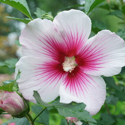 sharon pink videolar indir sharon pink