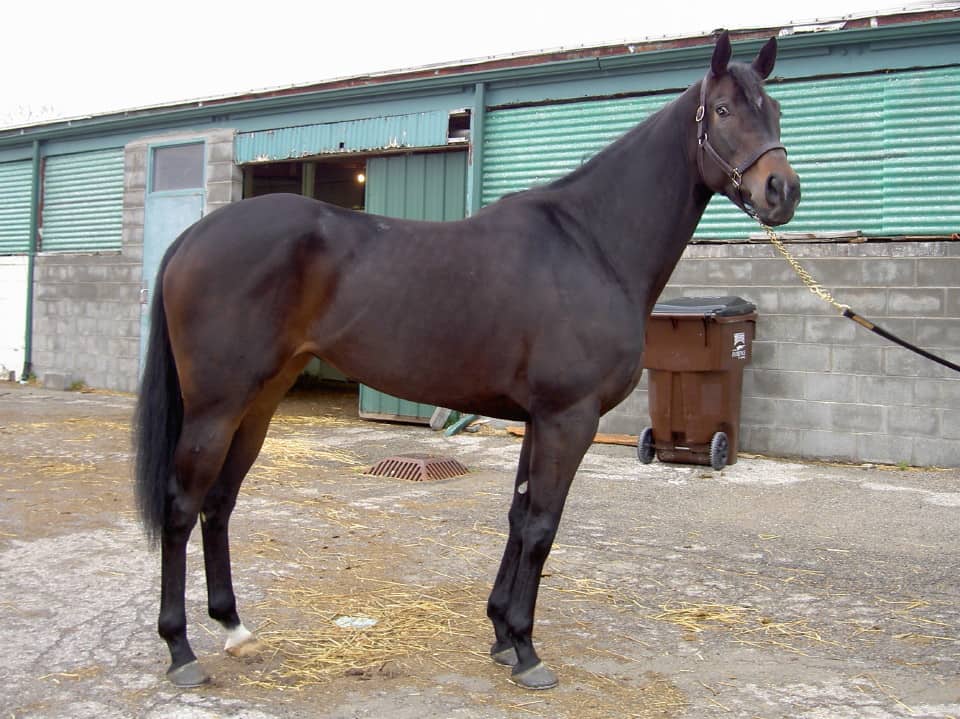 mimi the stallion cum brushers mimi the stallion
