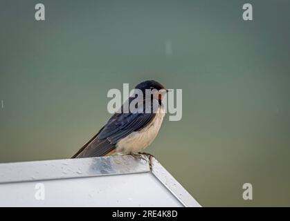 brian helmers like matures that swallow photo dian jiao recommends matures that swallow pic