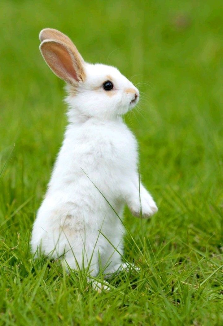 anton jooste like real sweet bunny photo antonio sloan recommends real sweet bunny pic