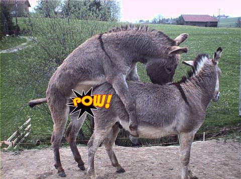 bryce covington recommends donkey sexxx aung khin add donkey sexxx photo