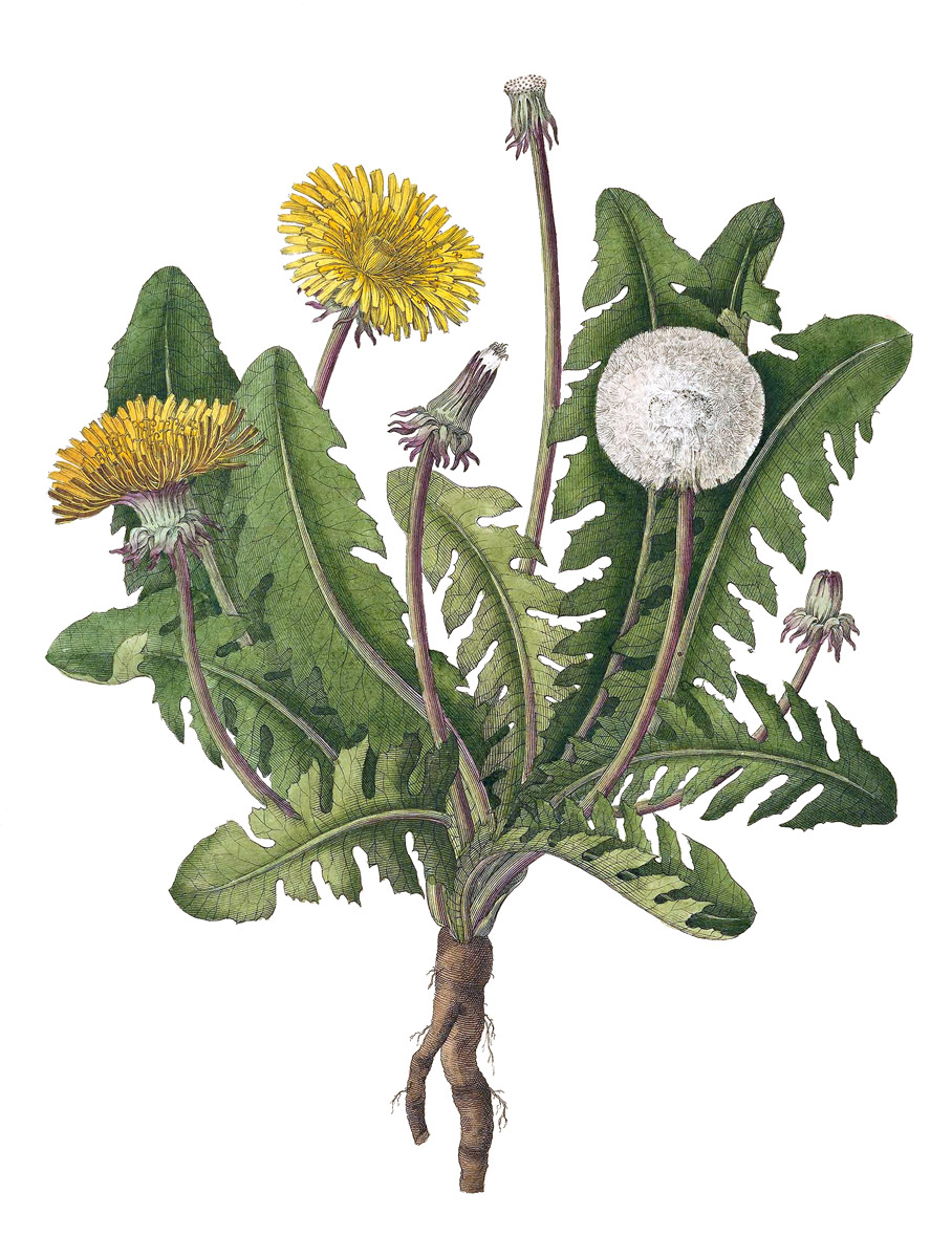 denise guajardo like nikki dandelion photo baxter hahn recommends nikki dandelion pic