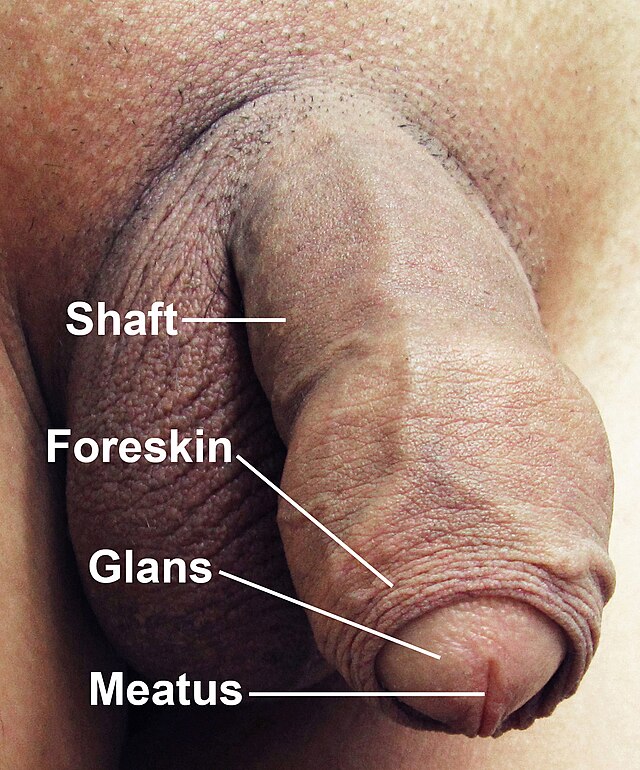 daniel corpe recommends Guys Compare Penises