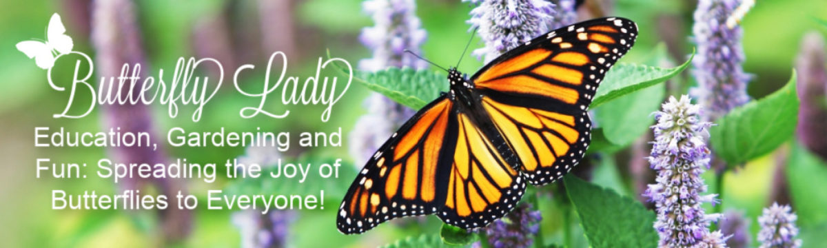 chicos bar recommends drew butterfly april alejandrino add drew butterfly photo