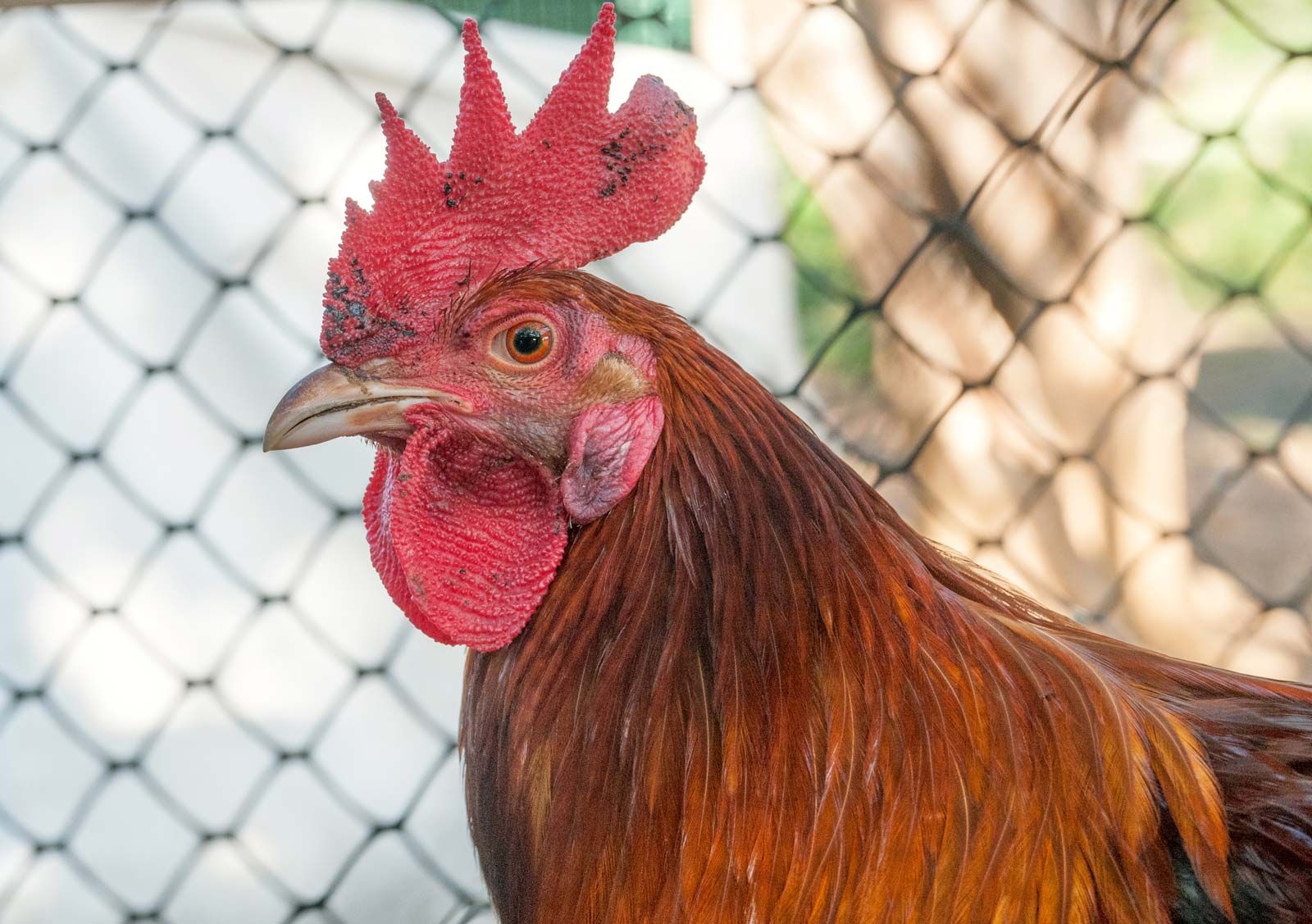 brad redmond recommends Fowl Fowl Porn