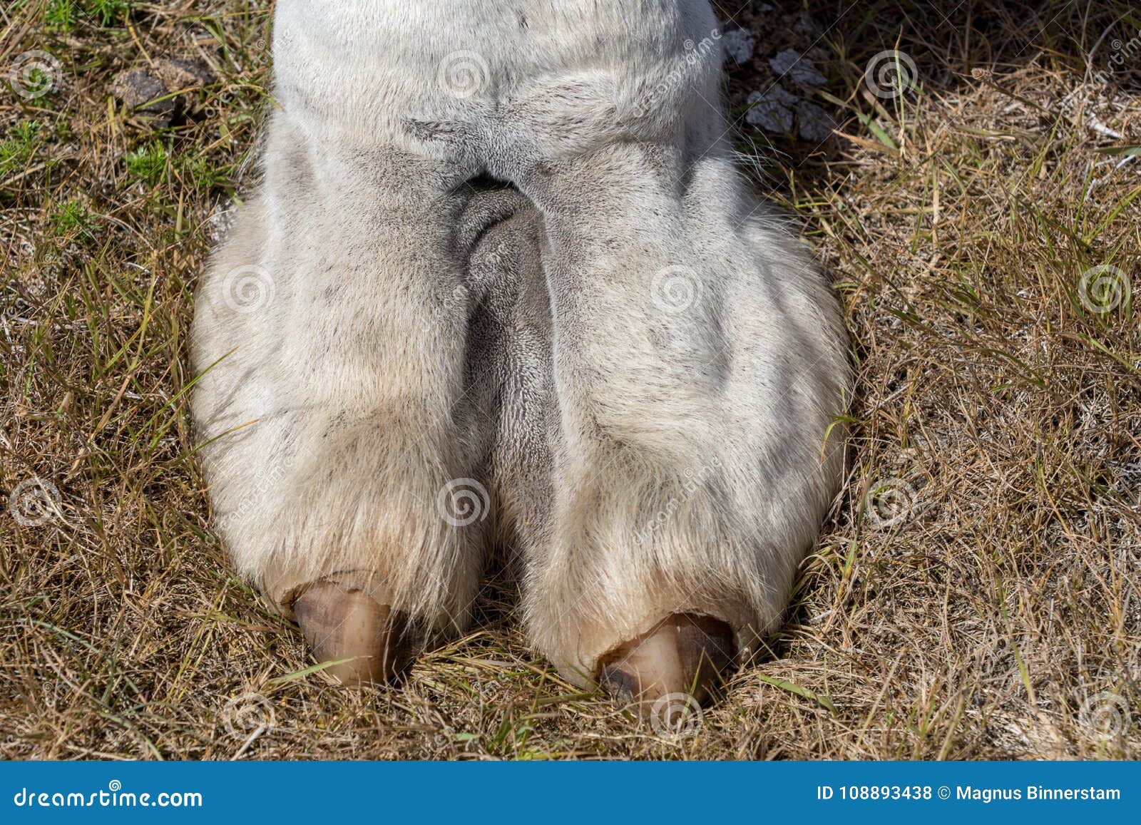 antigone velez recommends Camel Toe Closeups