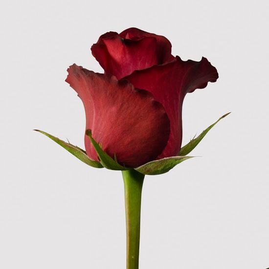 don grafton recommends Kali Roses Painting
