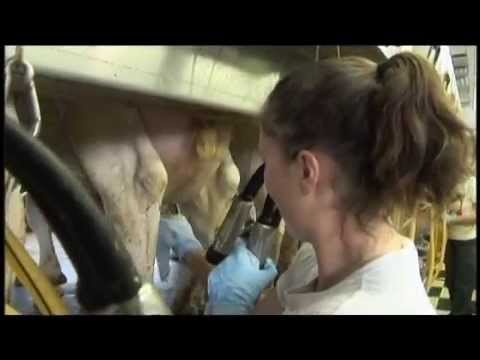 Amia miley 4k guangzhou service Guys Getting Milked bell street