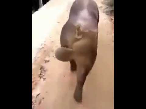 big balls slapping