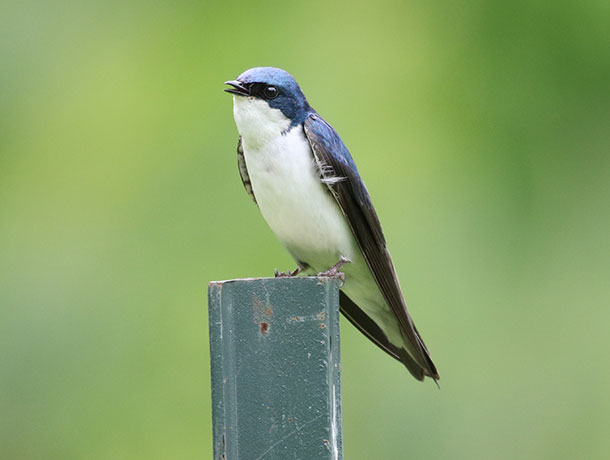 swallow com booth stories swallow com