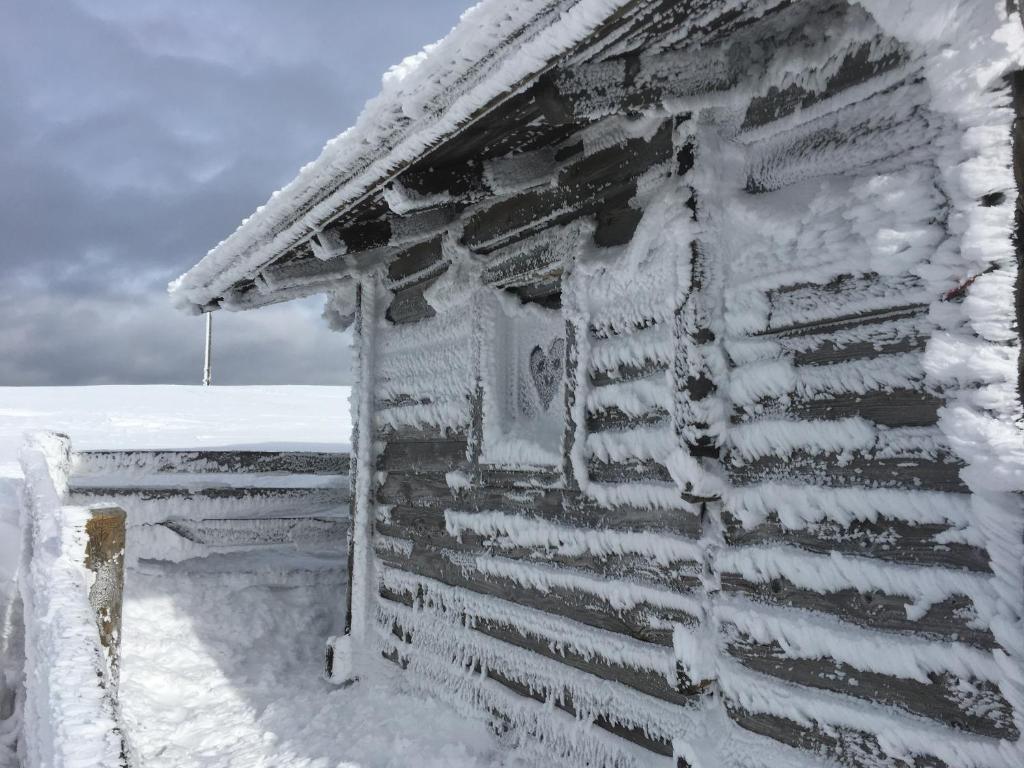colin hinshelwood share alessandra snow photos