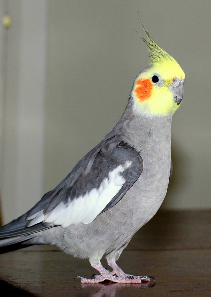 bird masturbating lesbian tribbing bird masturbating