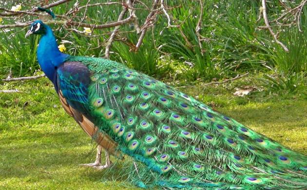 peacock porn - naked men porn photos aria electra porn videos
