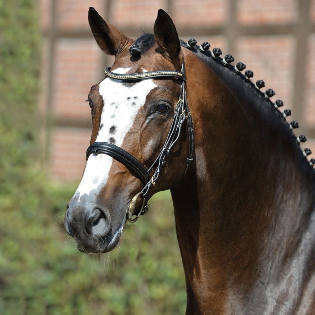 chris franssen recommends Amateur Breeding Party