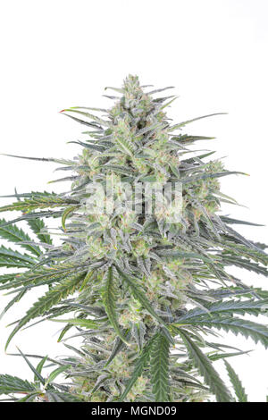 Black pussy eating close up dejting stockholm Indica Flower Full friends xxx