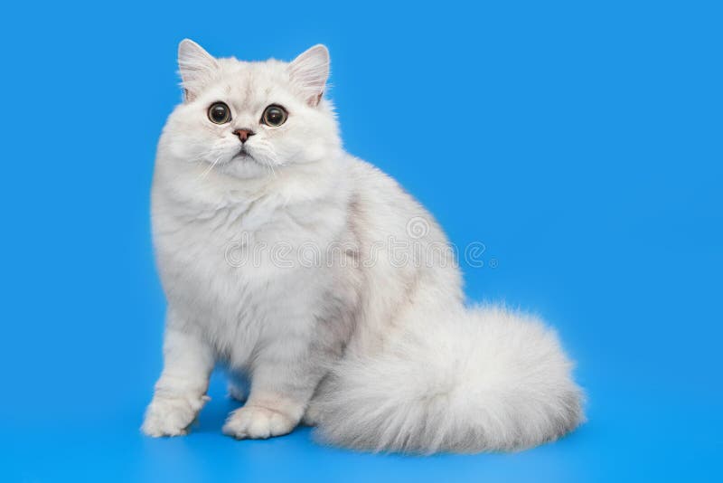 dianelys garcia like britno kitten photo babu sunil recommends britno kitten pic