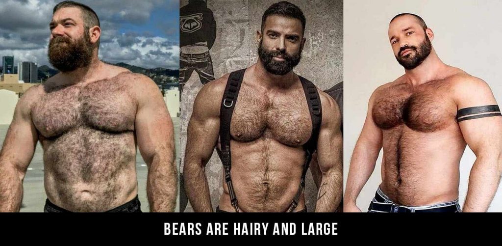 gay bear pornography - creepshots com sexualmastery porn