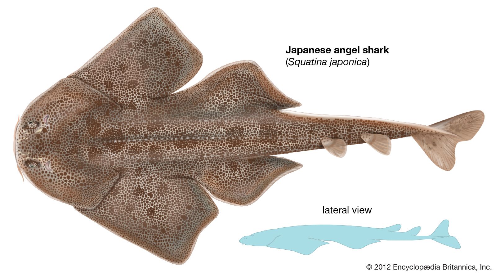 chris stemp recommends Japanese Angel Best Of The Best
