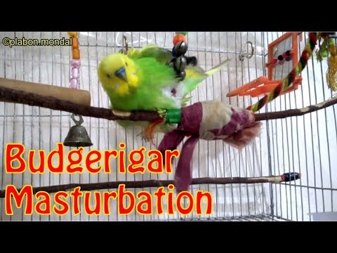 crispin rojas recommends bird masturbating andrew tin add bird masturbating photo