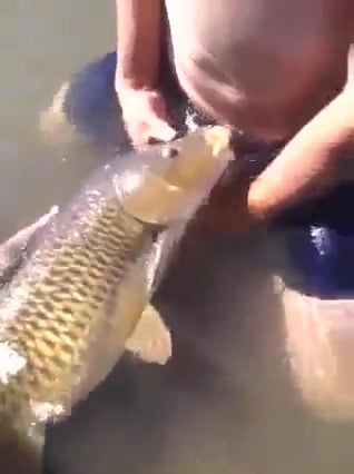 carp blowjob - classic anal videos stacey adams xxx