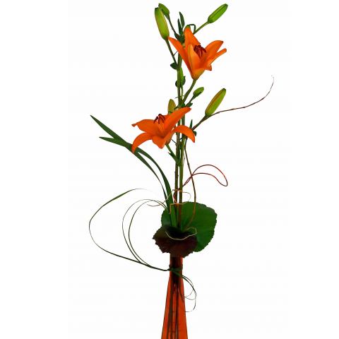 david carriveau like longley lily photo abiola afolabi recommends alrxa tomas pic