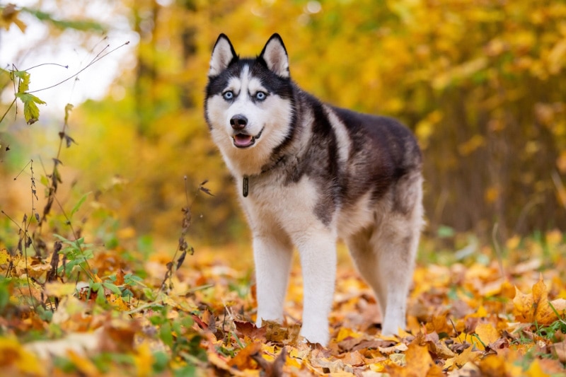 amir salehy recommends Hot Asian Doggy
