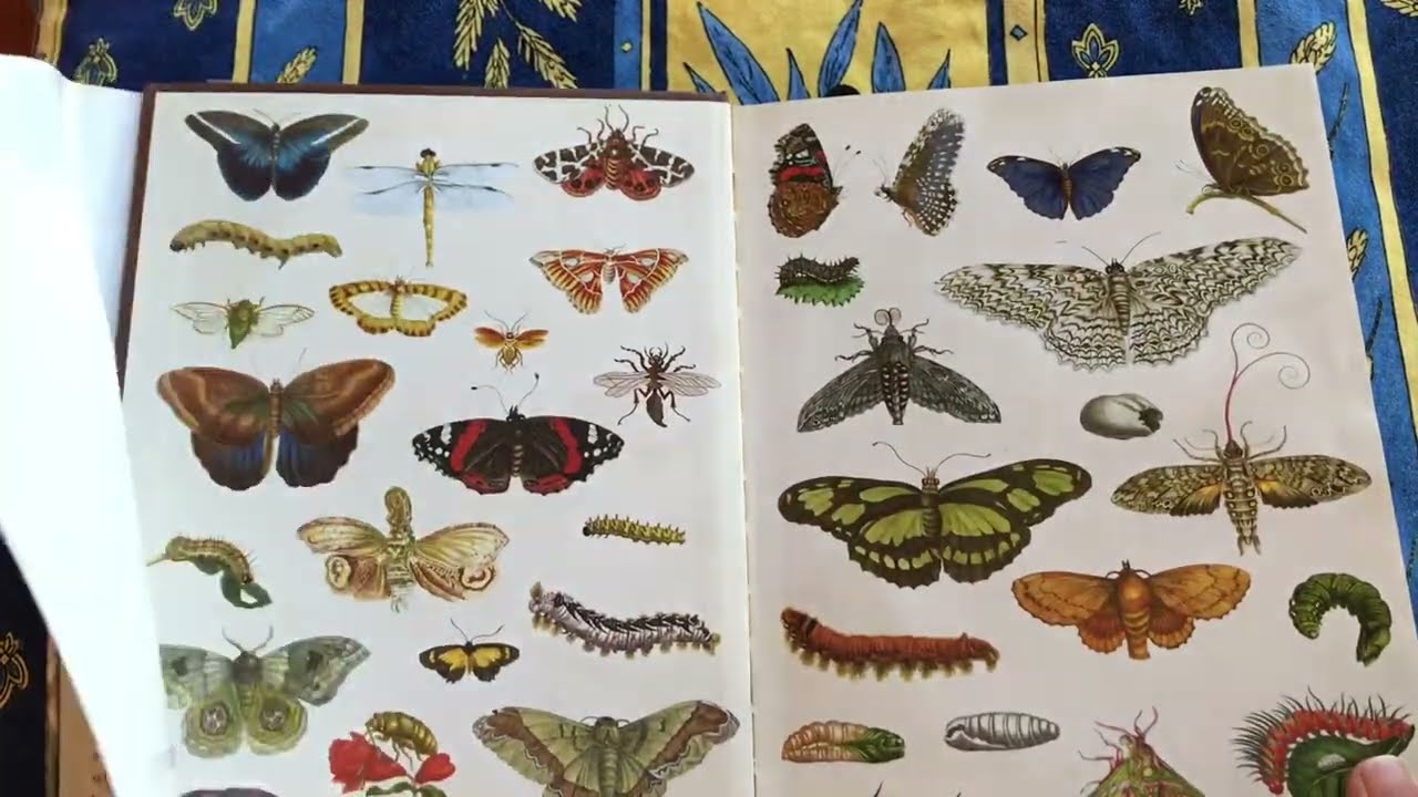 Drew Butterfly club trier dennis babin recommends Drew Butterfly