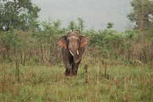 corinne hansen recommends porn elephant list pic