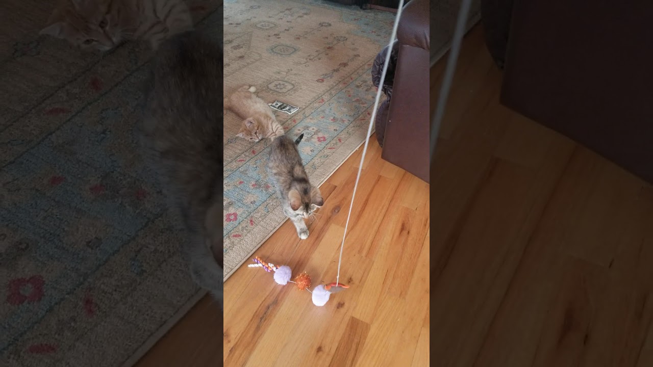 trap the cat porn game - okichloeo boobs candy asian porn