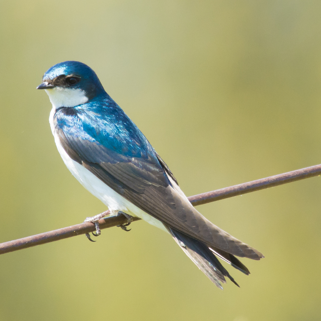 ayeni toyin recommends Swallow Com