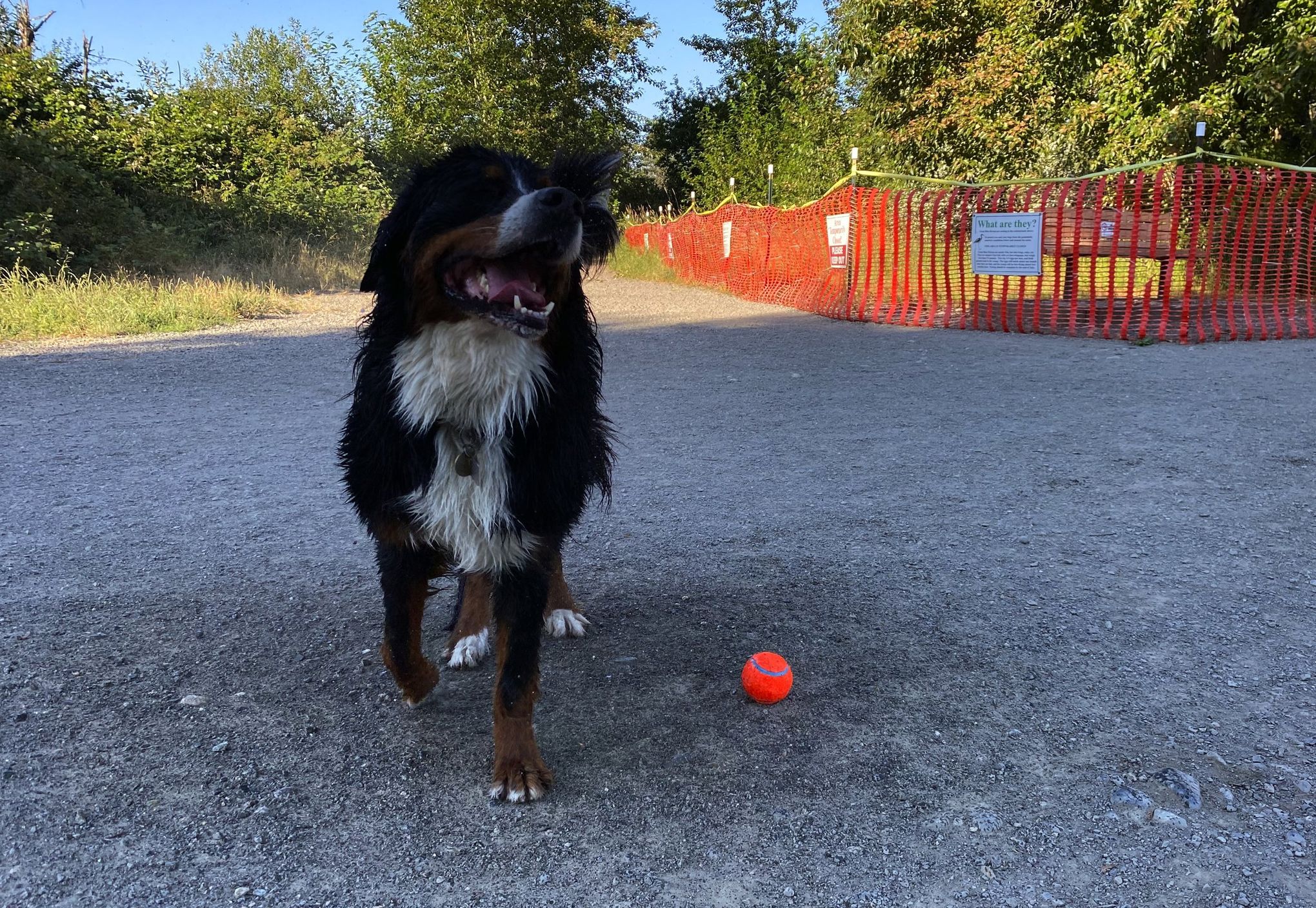 dominic calabro like cougar doggy photo bipasha shrestha recommends cougar doggy pic