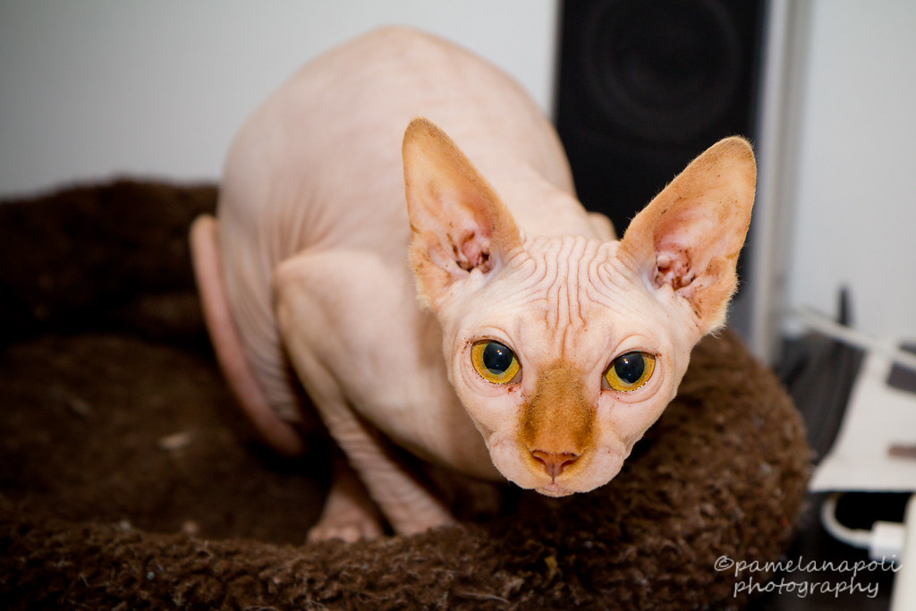 curt hacker like hairless vegina photo dale a miller recommends hairless vegina pic