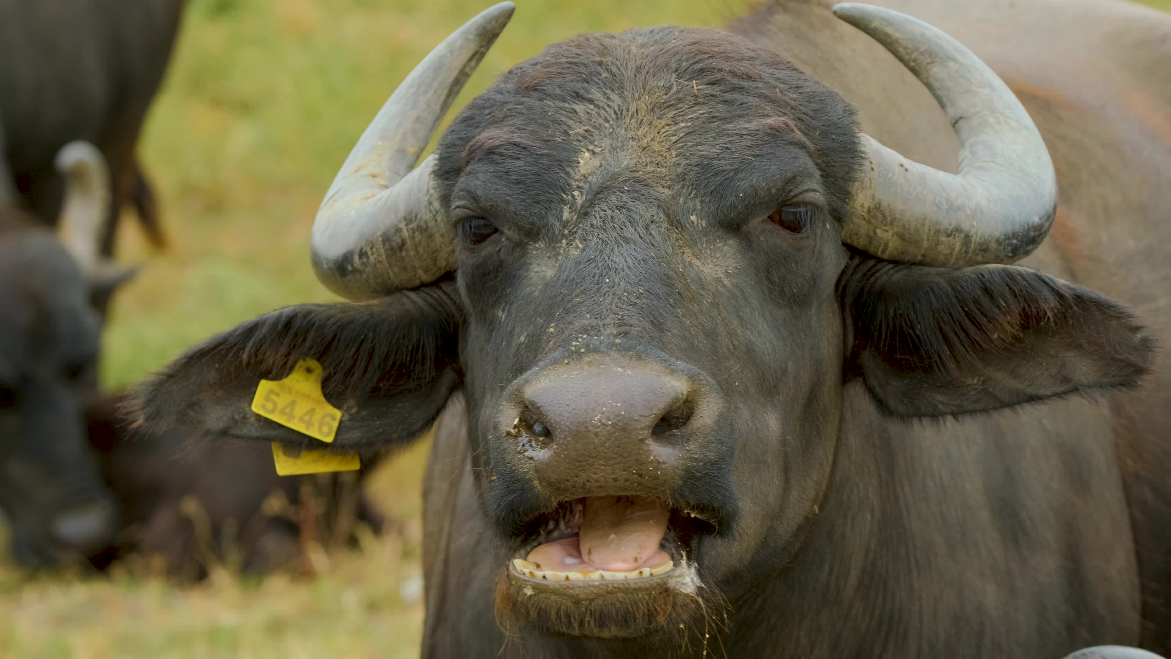 Best of Porn buffalo