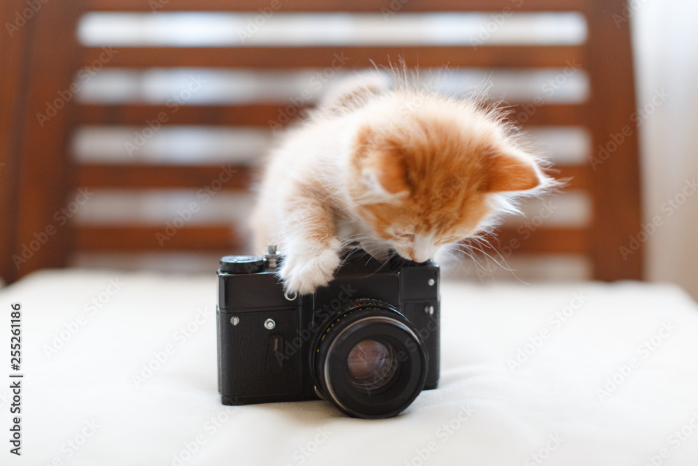 Best of Sweet ginger cam