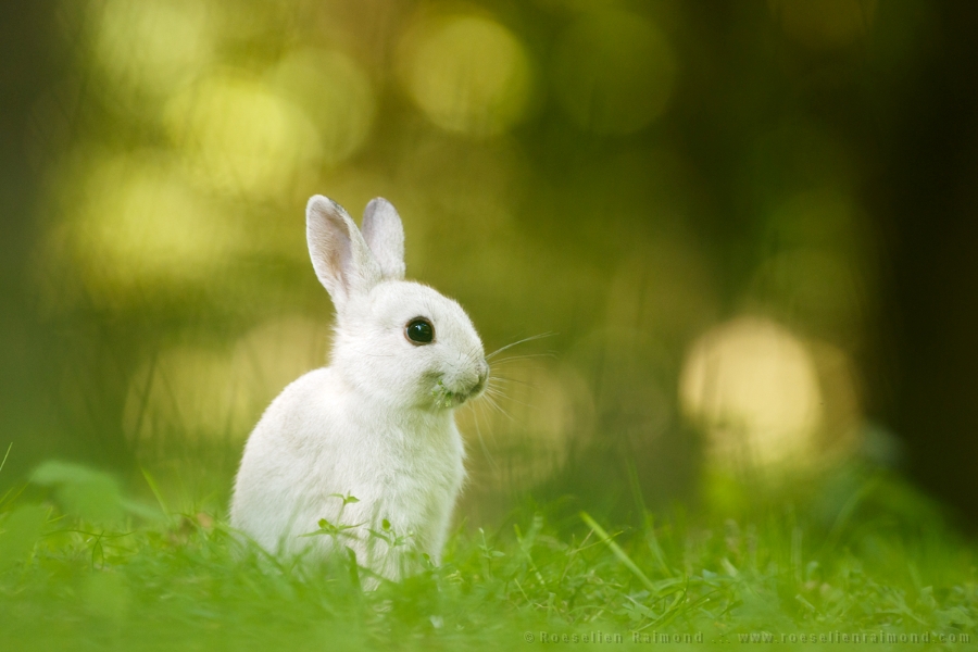 amine bachir recommends throated snow bunny pic