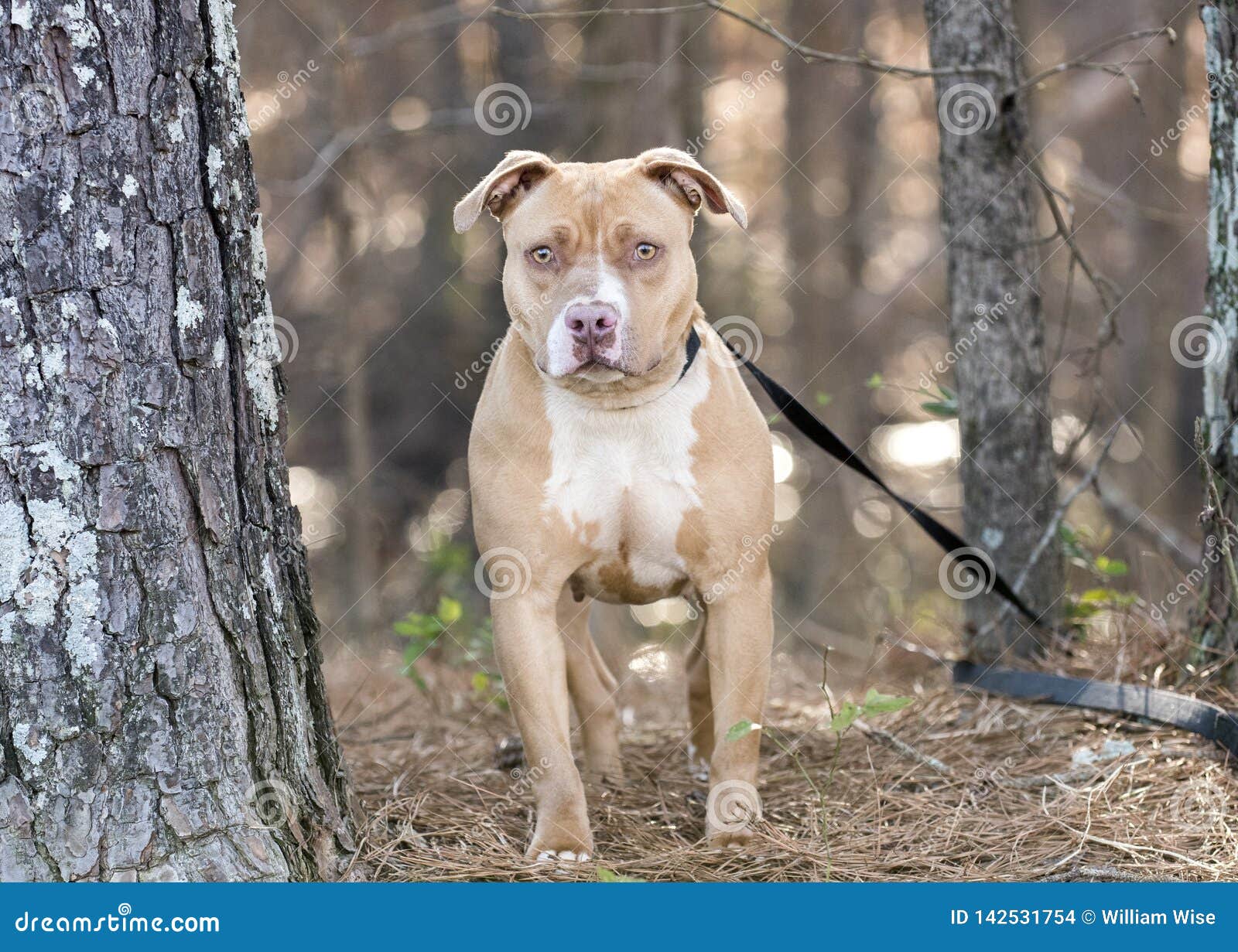 amar sahu like staffy moreno photo daniel polk recommends staffy moreno pic