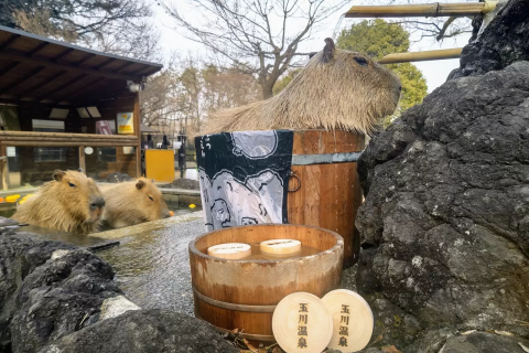cynthia vinas recommends japanese bath house hidden camera pic