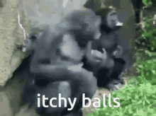 conor mythen recommends Big Balls Slapping
