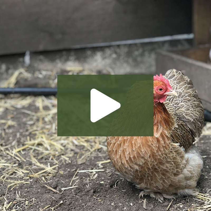 fowl fowl porn disgrace porn fowl fowl porn