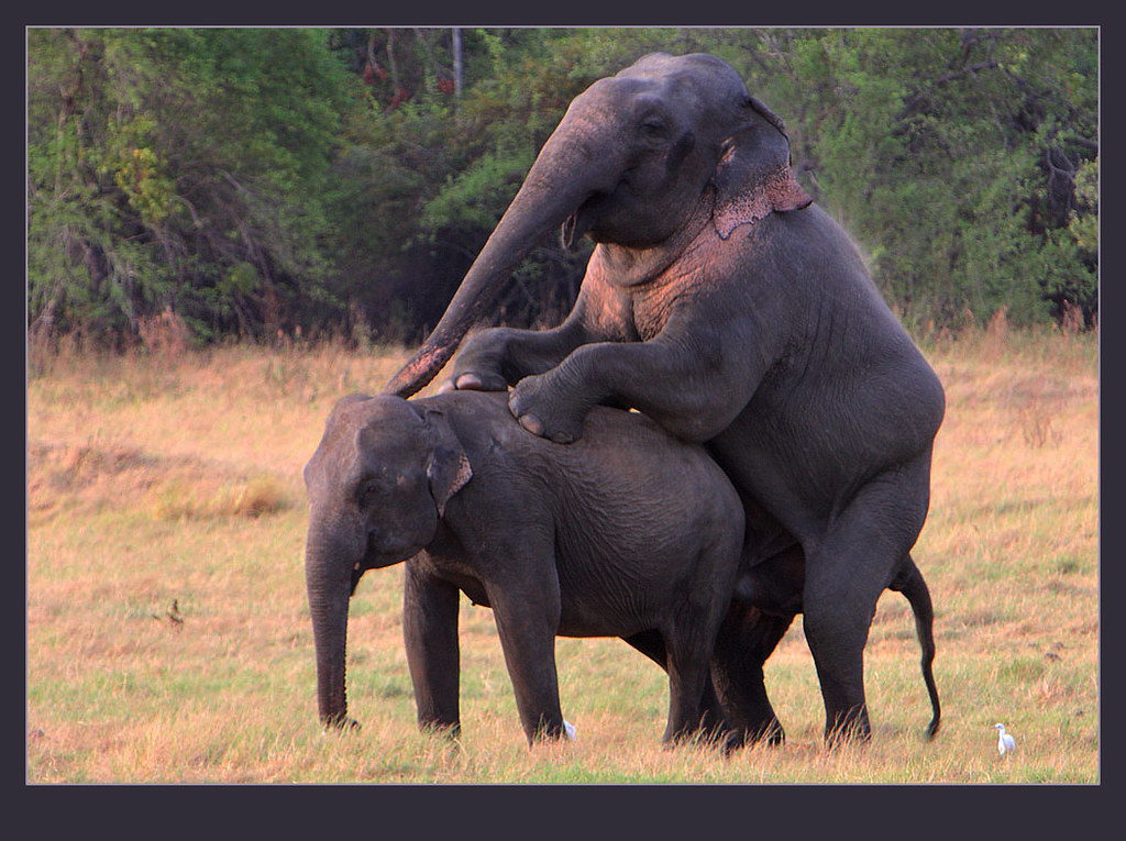 curt wheeler like elphant porn photo diane walter recommends elphant porn pic