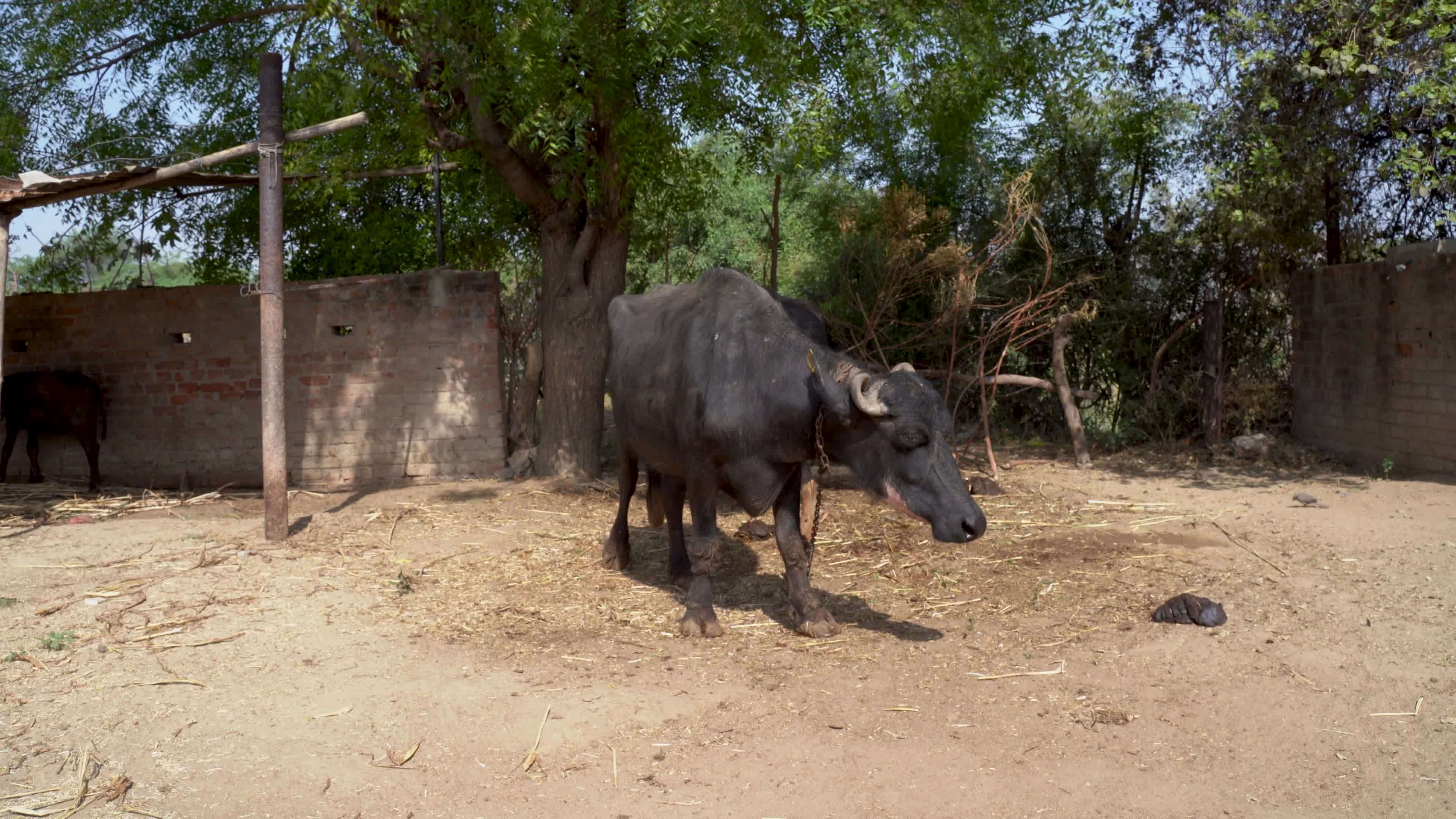 amado escobar recommends porn buffalo pic