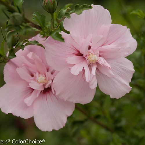 Best of katy 18 pocahontas daisuke ikeda share sharon pink photos