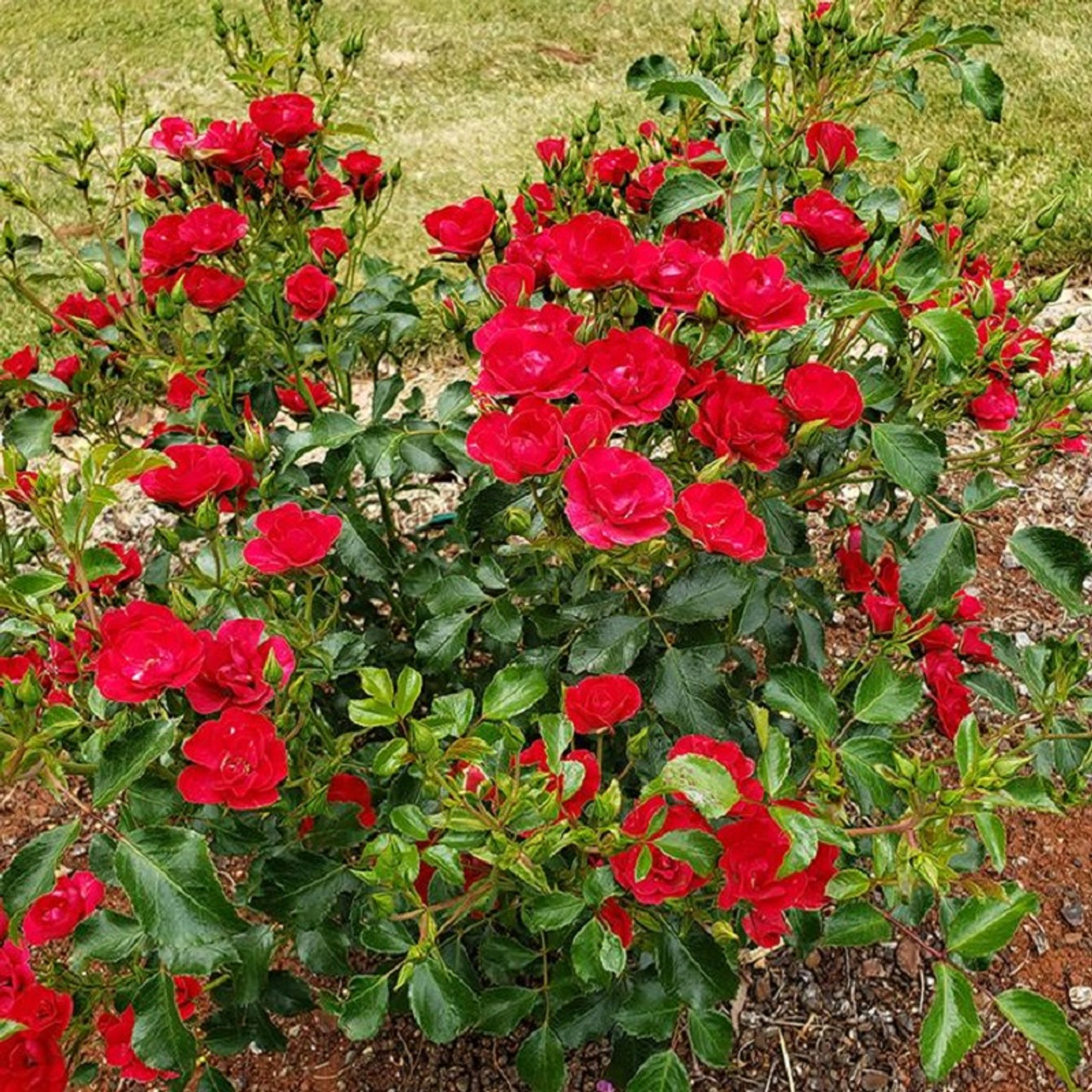 debbie rimer like cherrie rose photo david coelho recommends cherrie rose pic