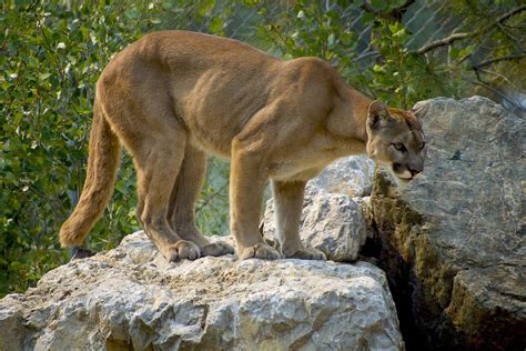 ang howard recommends Cheating Cougars