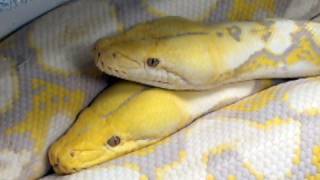 porn snakes muslim girl porn snakes