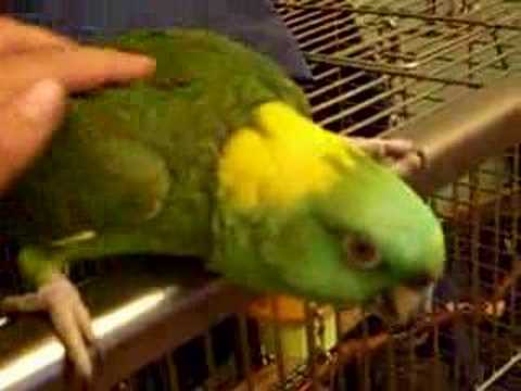 Best of eva angelina schoolgirl aziz uddin share bird masturbating photos