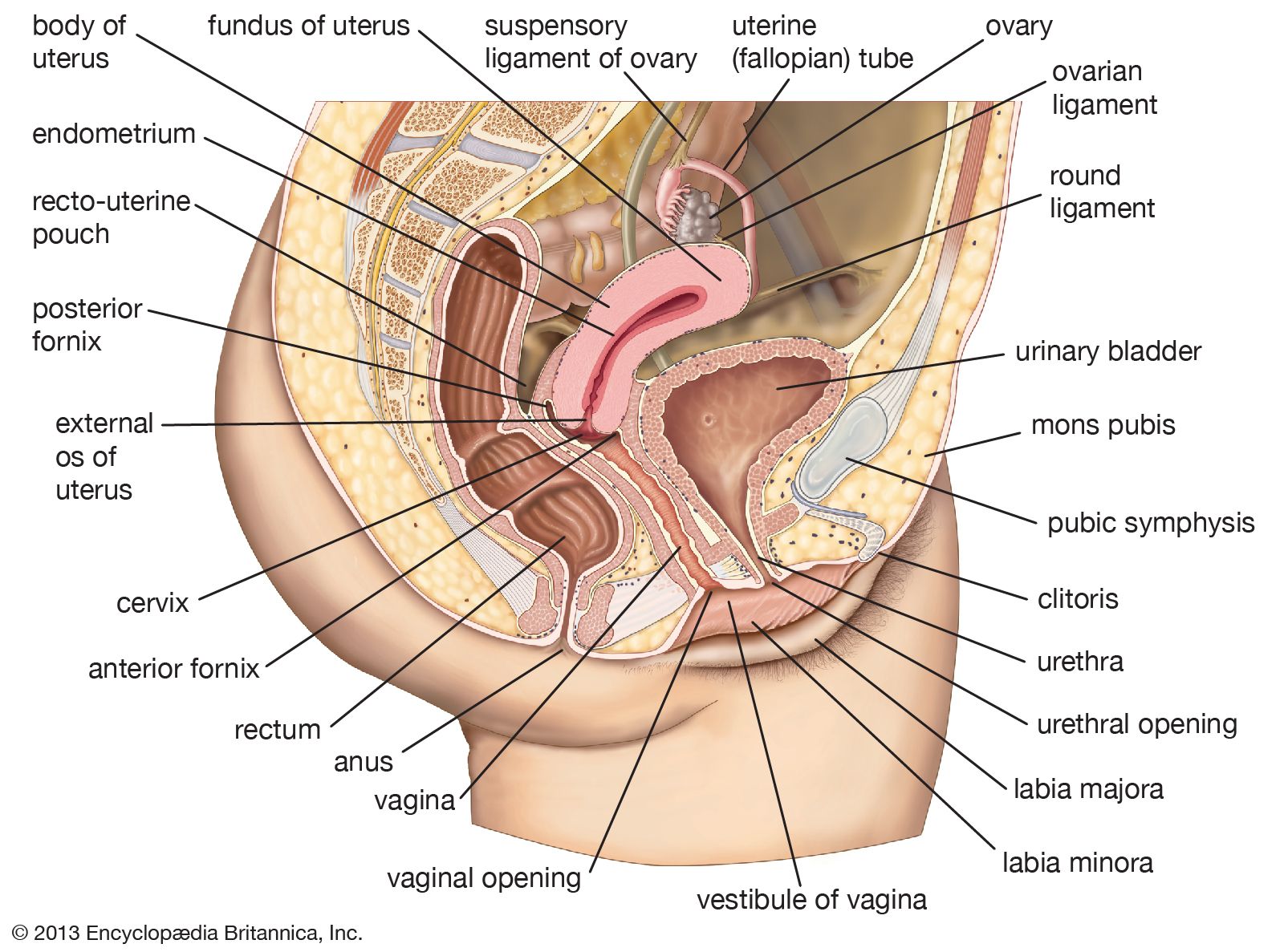 Largest Clit and masturbation