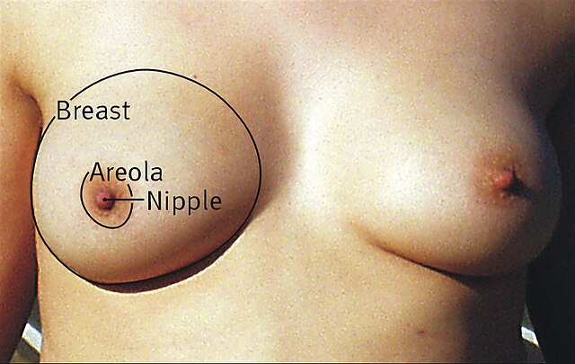 Big Boobs Pink Nipple have dicks colten bozarth recommends Big Boobs Pink Nipple