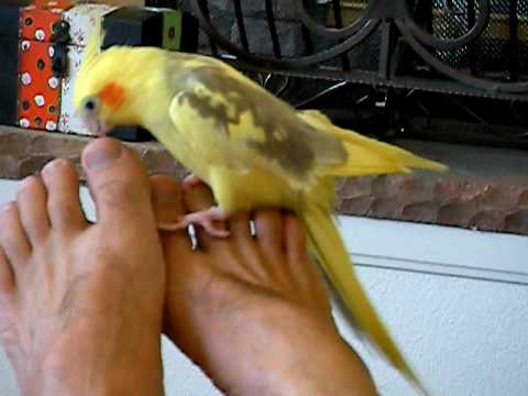 brianna mccormack recommends Bird Masturbating