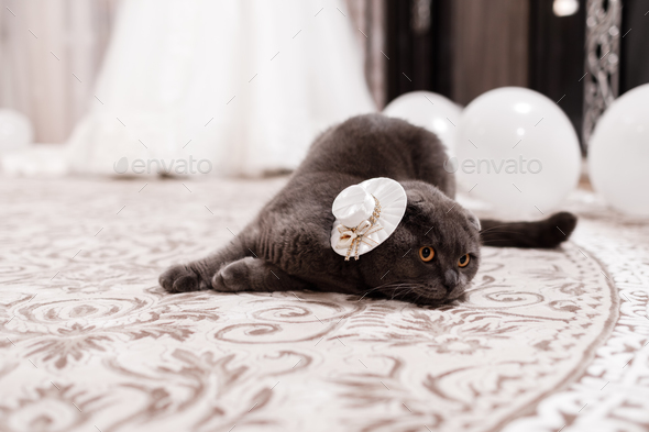 carina wen recommends britno kitten pic
